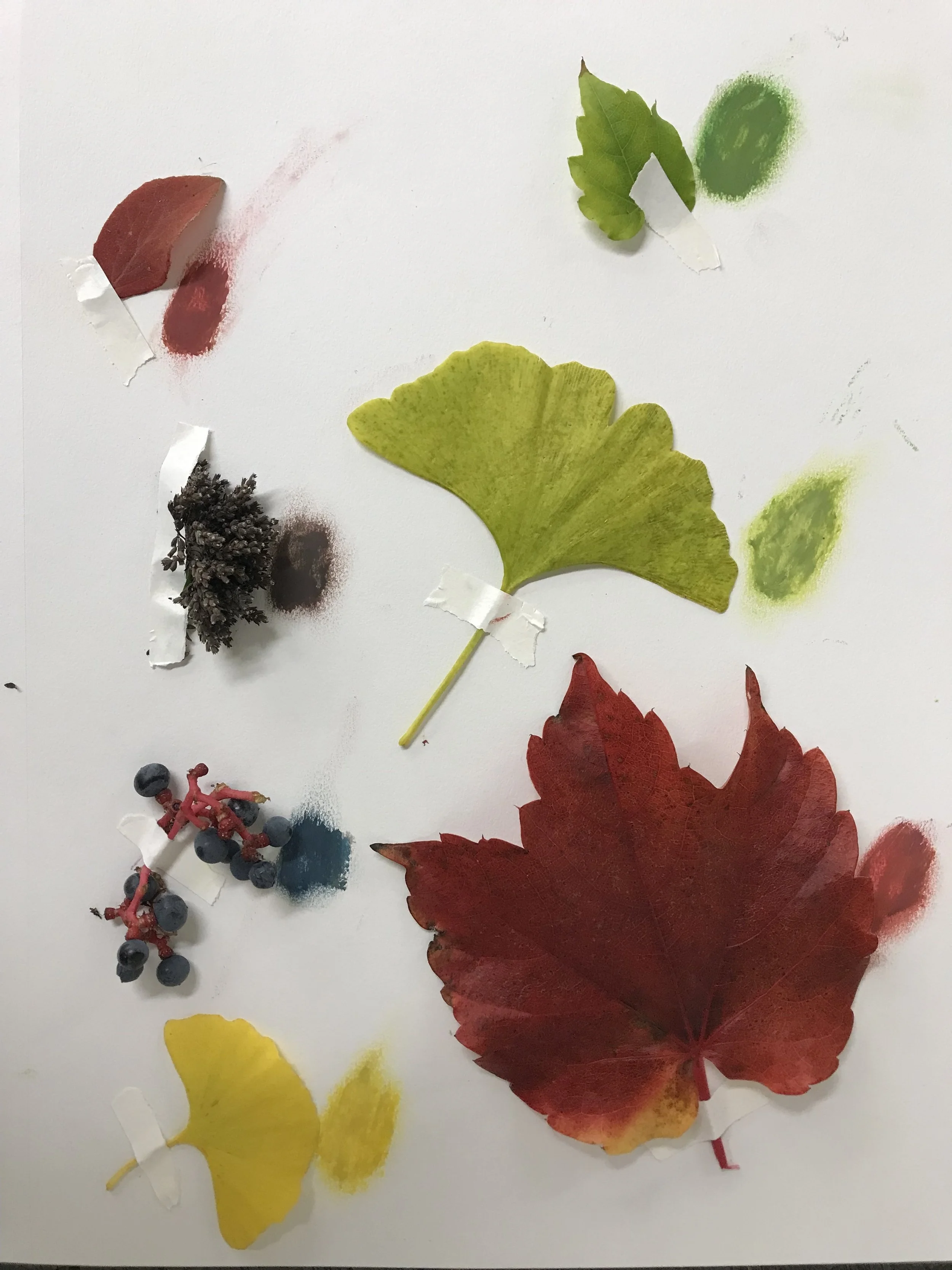 Flora & Fauna color study, Jiana Estrada