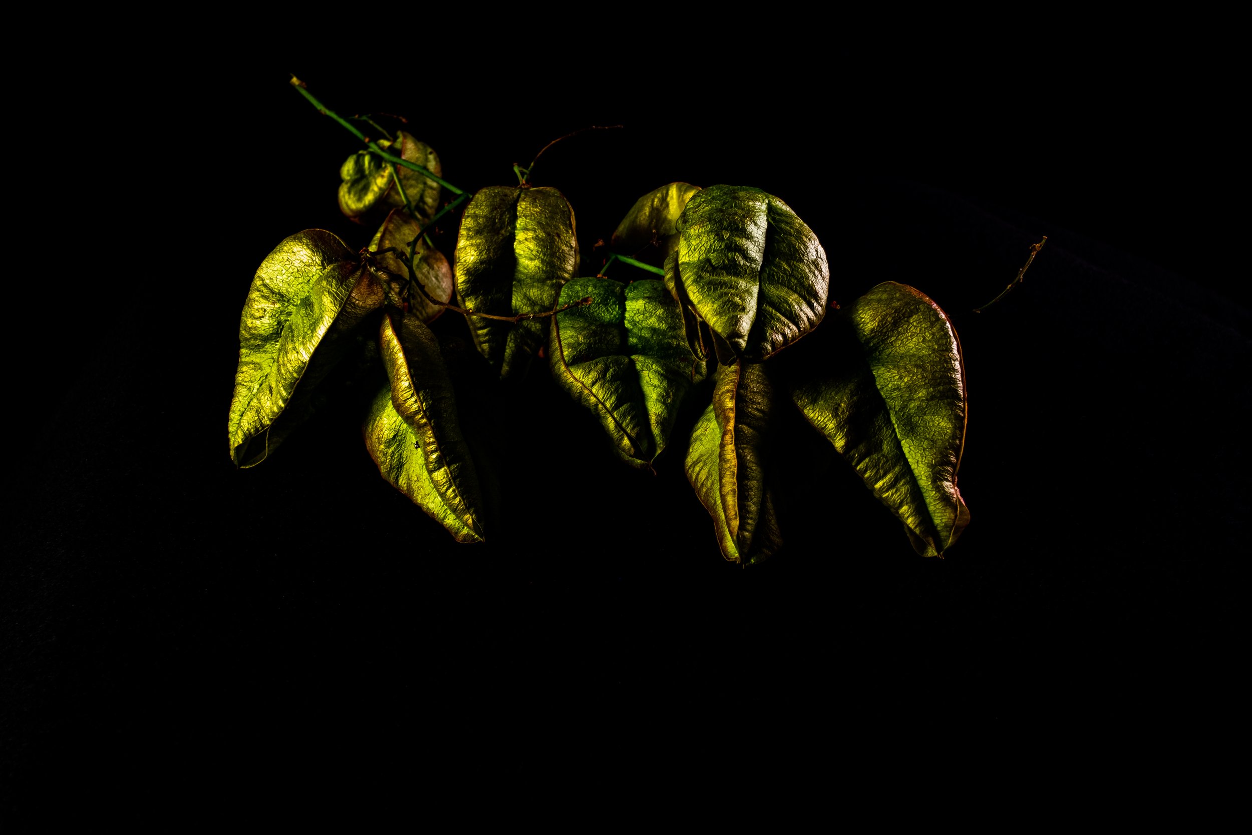 Leaves-7.jpg