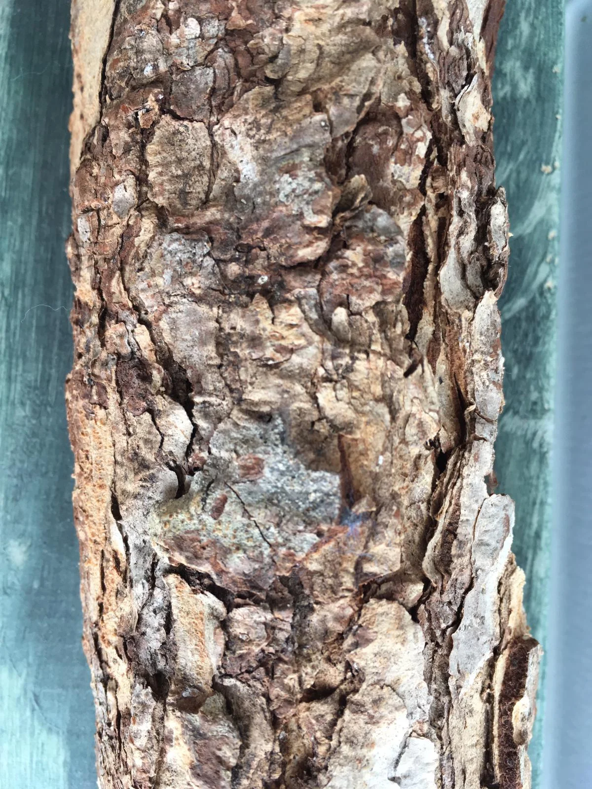 WhatsApp Image 2019-07-31 at 11.50.55(2).jpeg