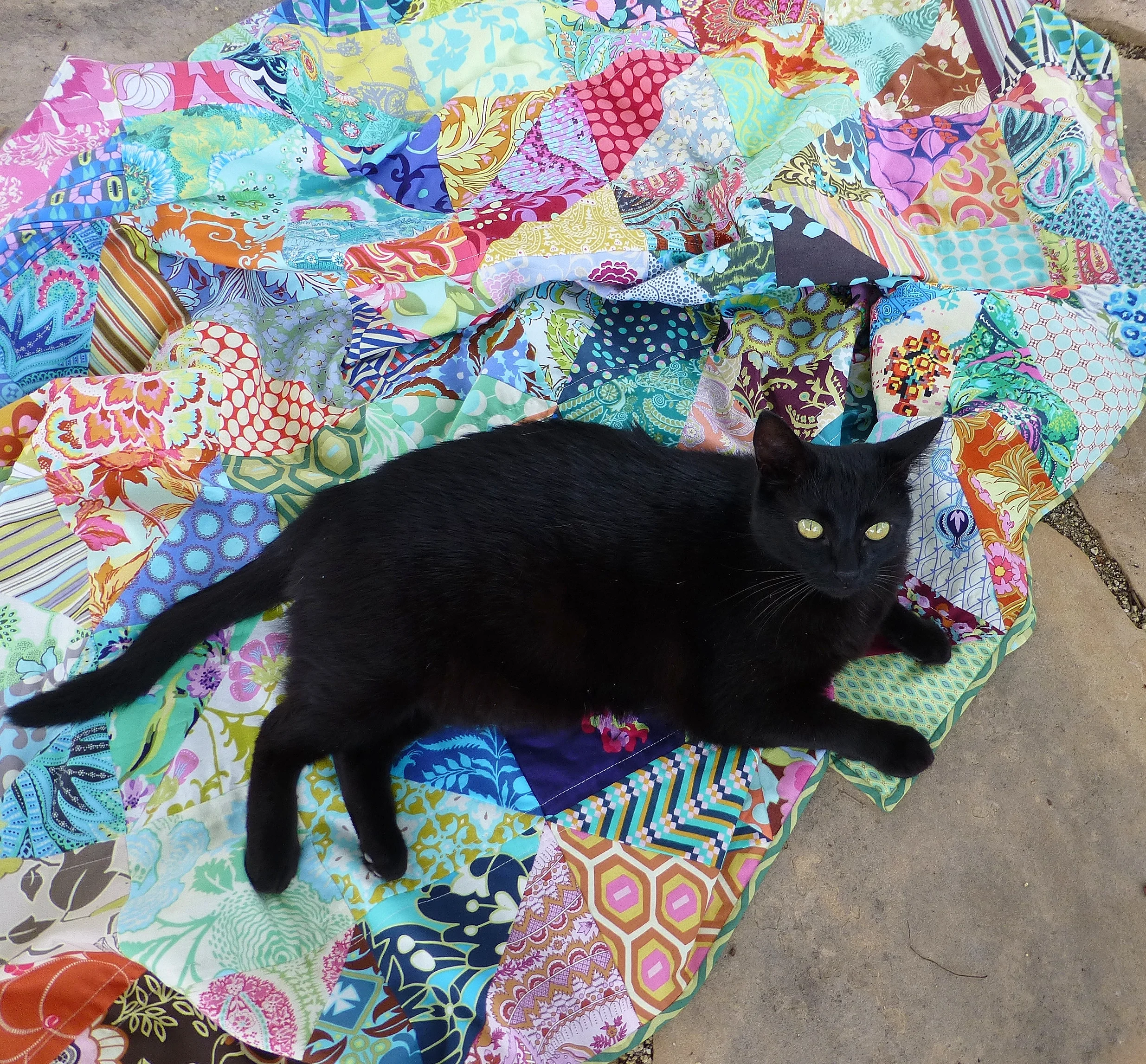 HST quilt and Stinka.JPG