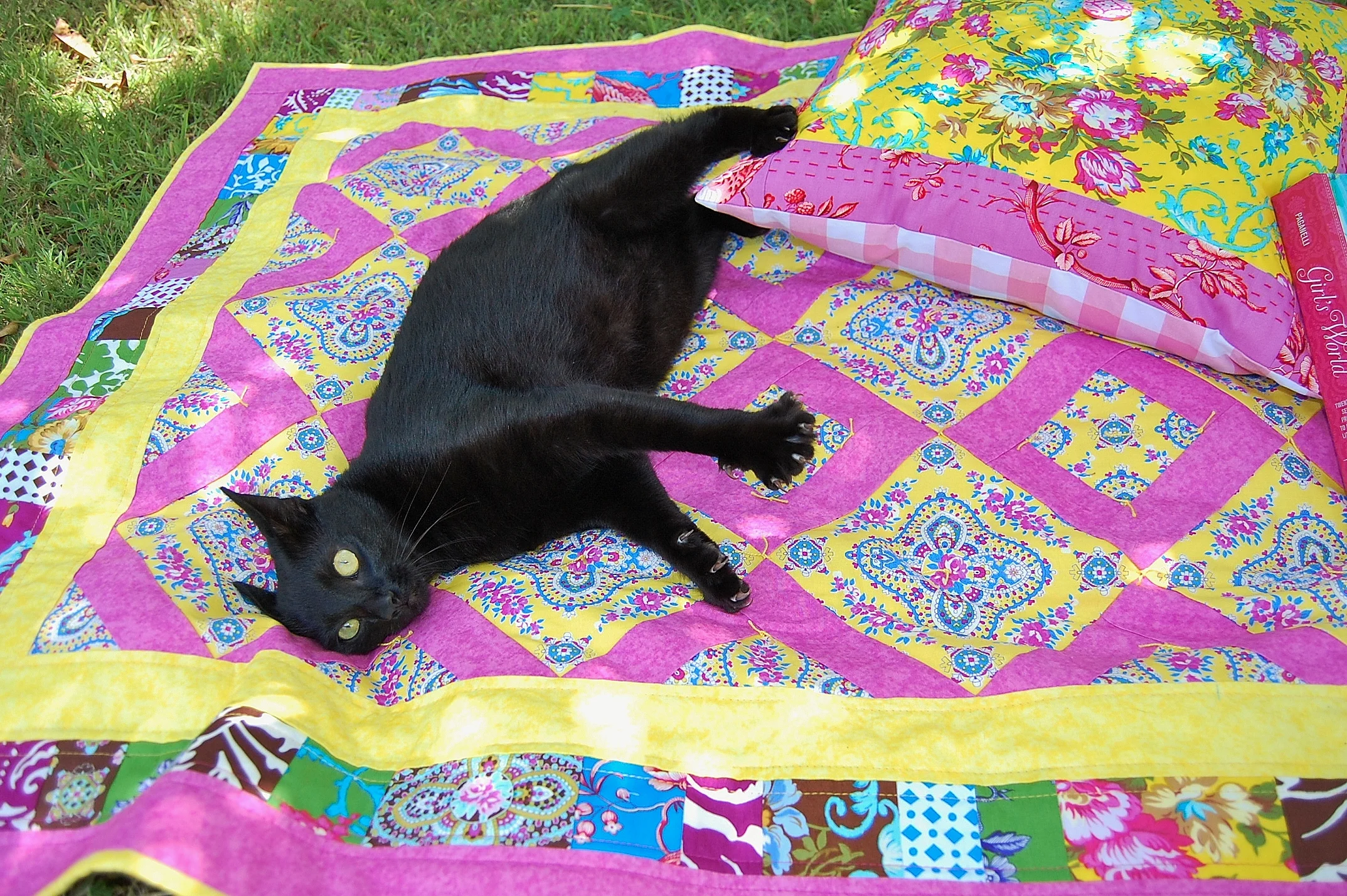 West Indies crazy cat.JPG