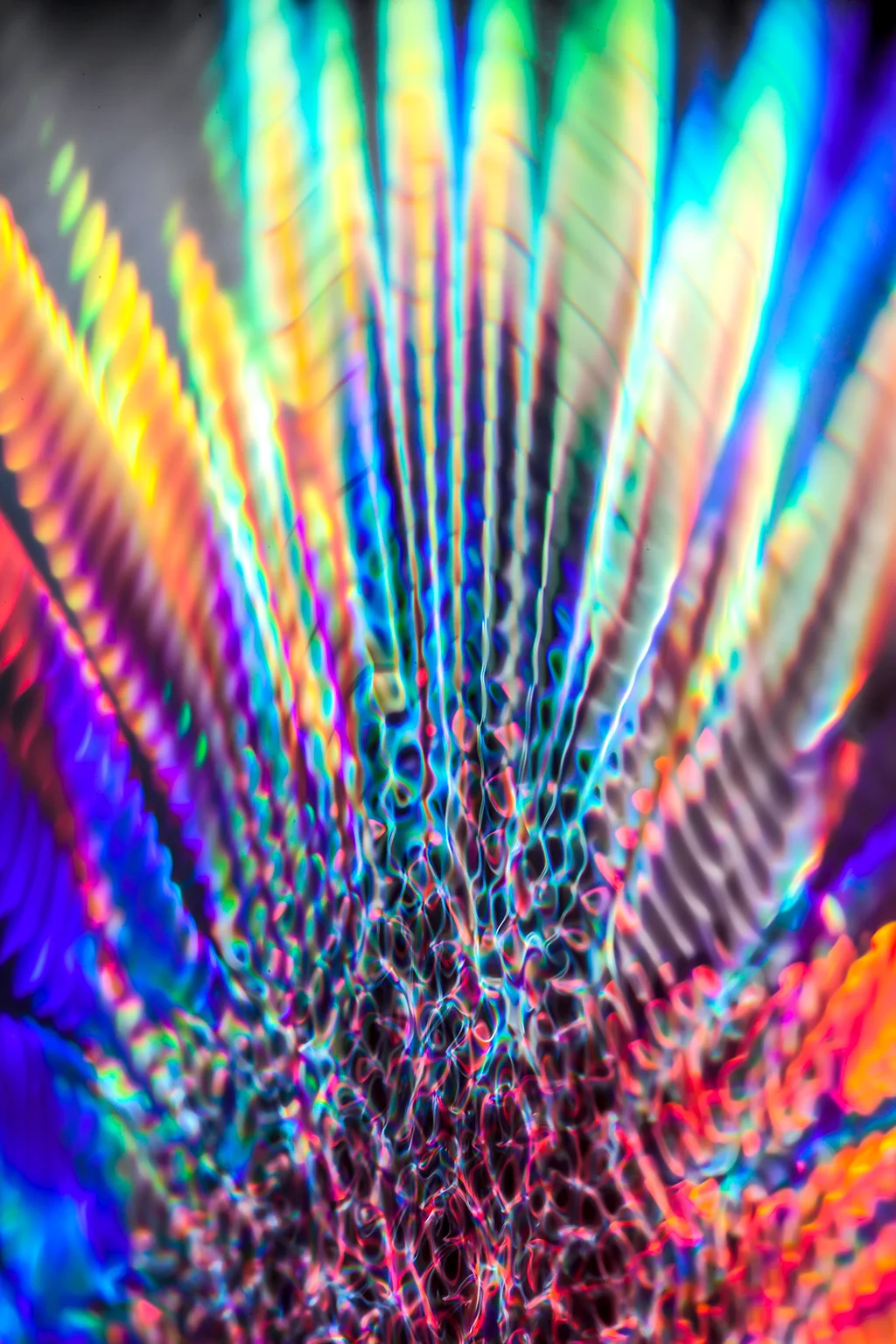 _MG_2898 333.33hz 1.jpg