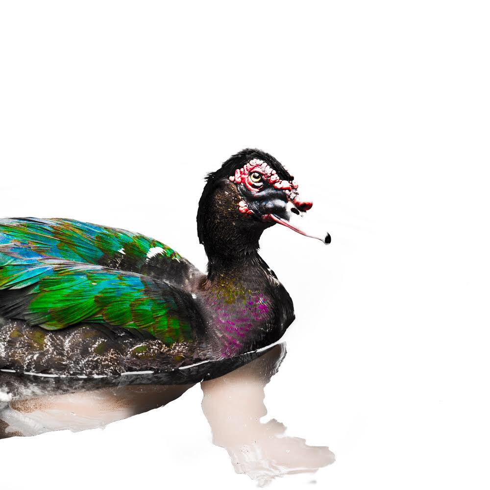 Muscovy