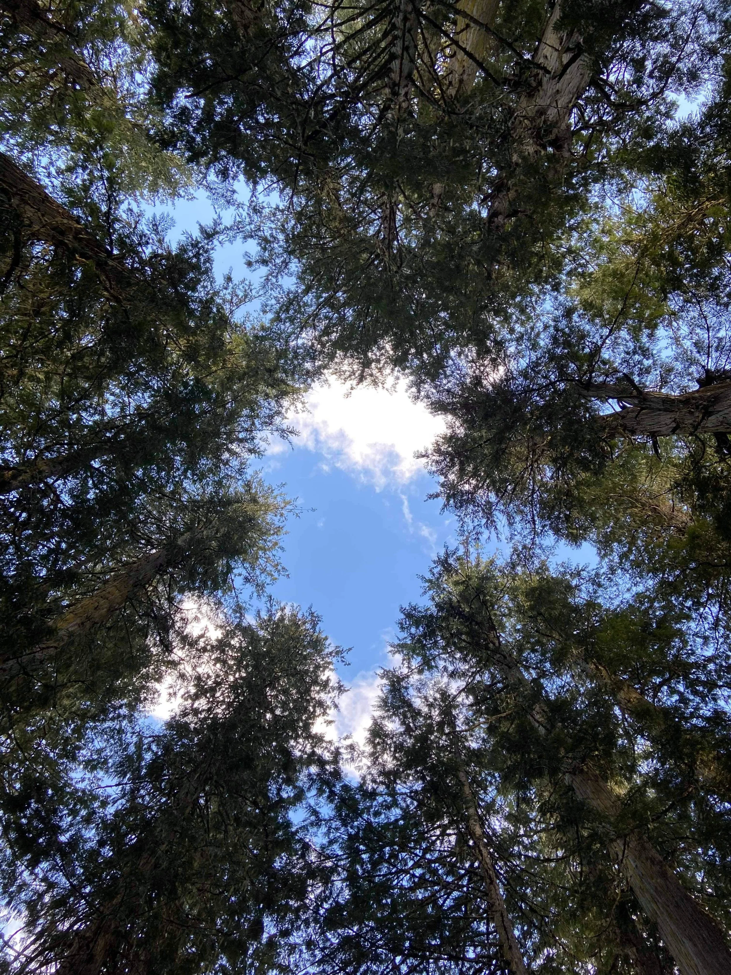 What is the Sustainable Choice?