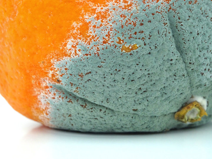 Is Moldy Food Ever Safe? (The Answer May Surprise You)