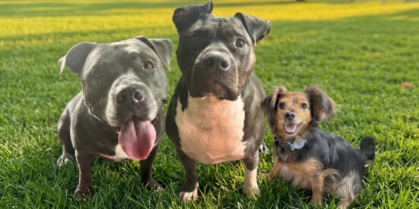 Winston, Honcho, and Koda