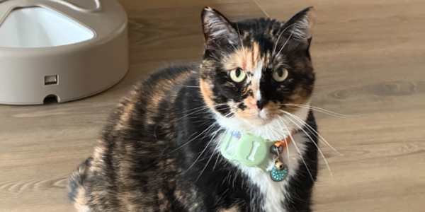 Piper