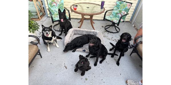 The Black Pack