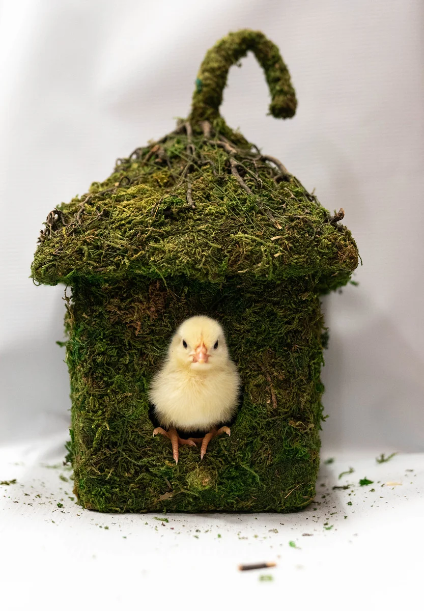 Chicken Photo Shoot-2.jpg