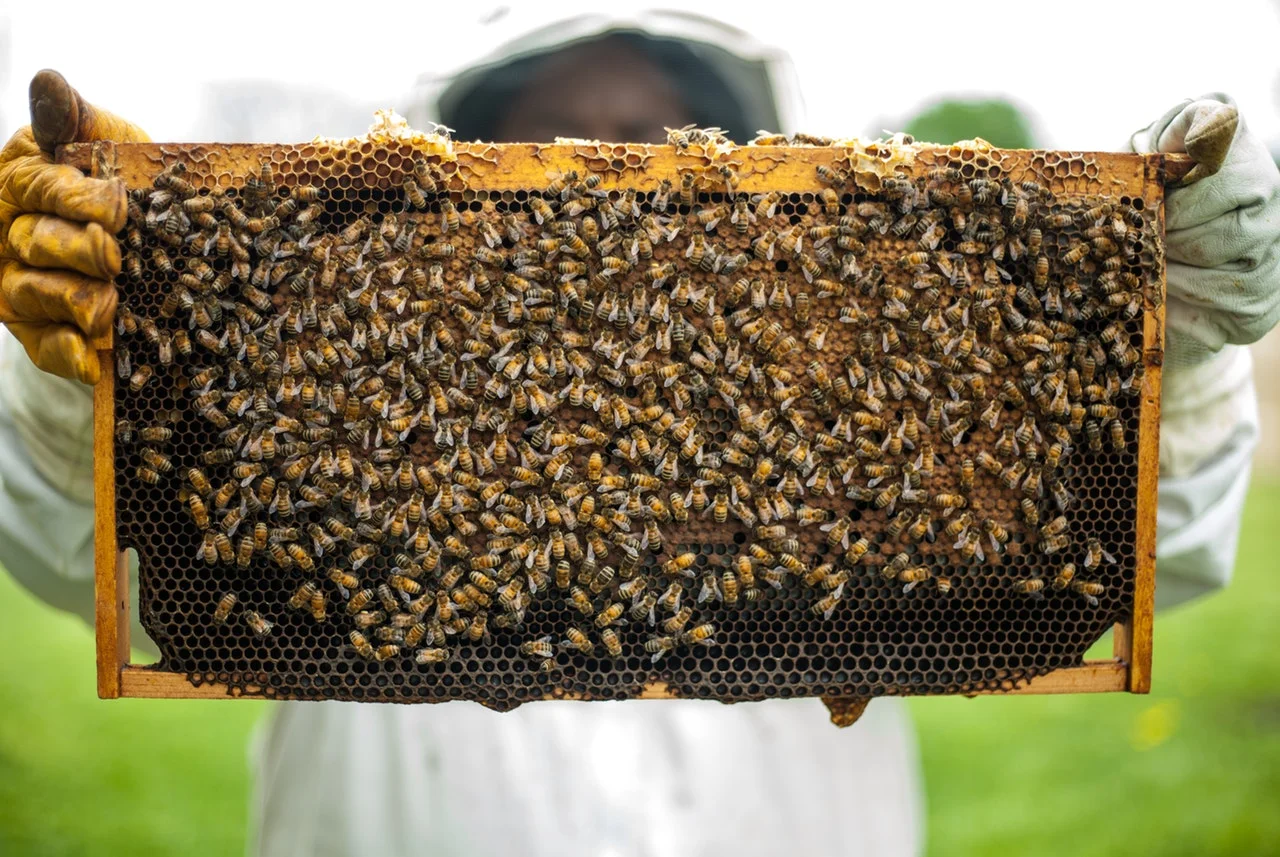 Bee Keeping.jpg