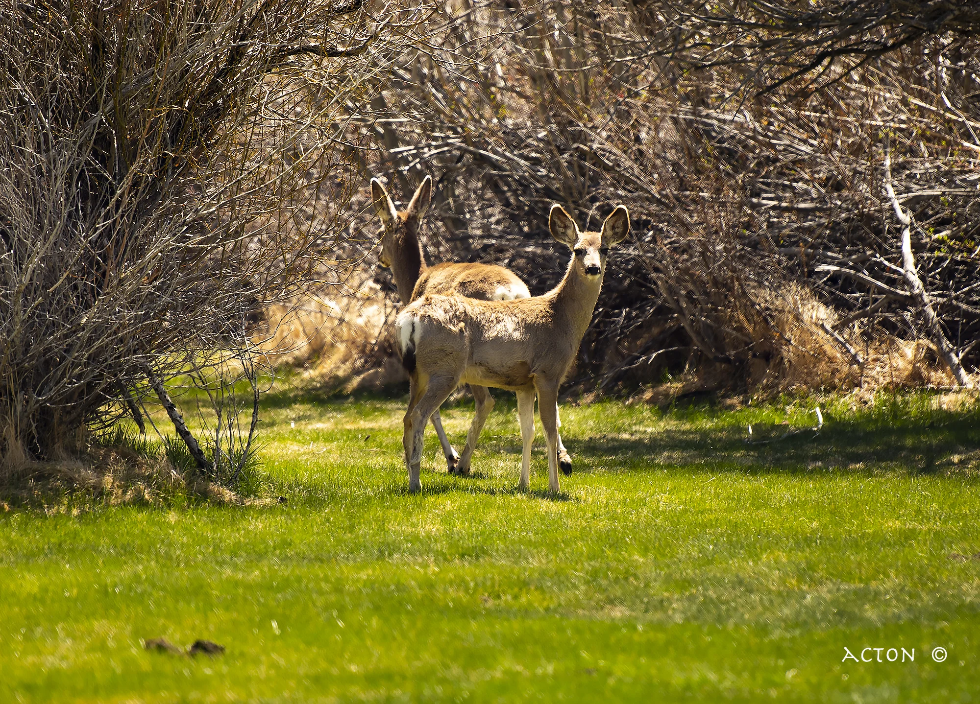 deer.jpg