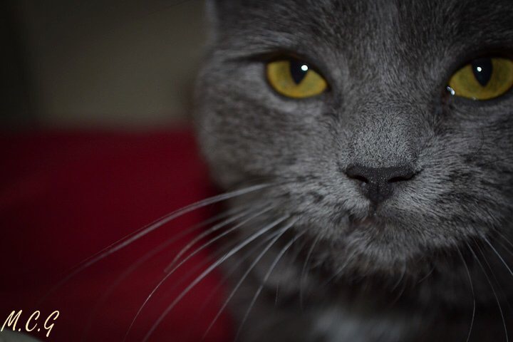 IMG_7969.jpeg