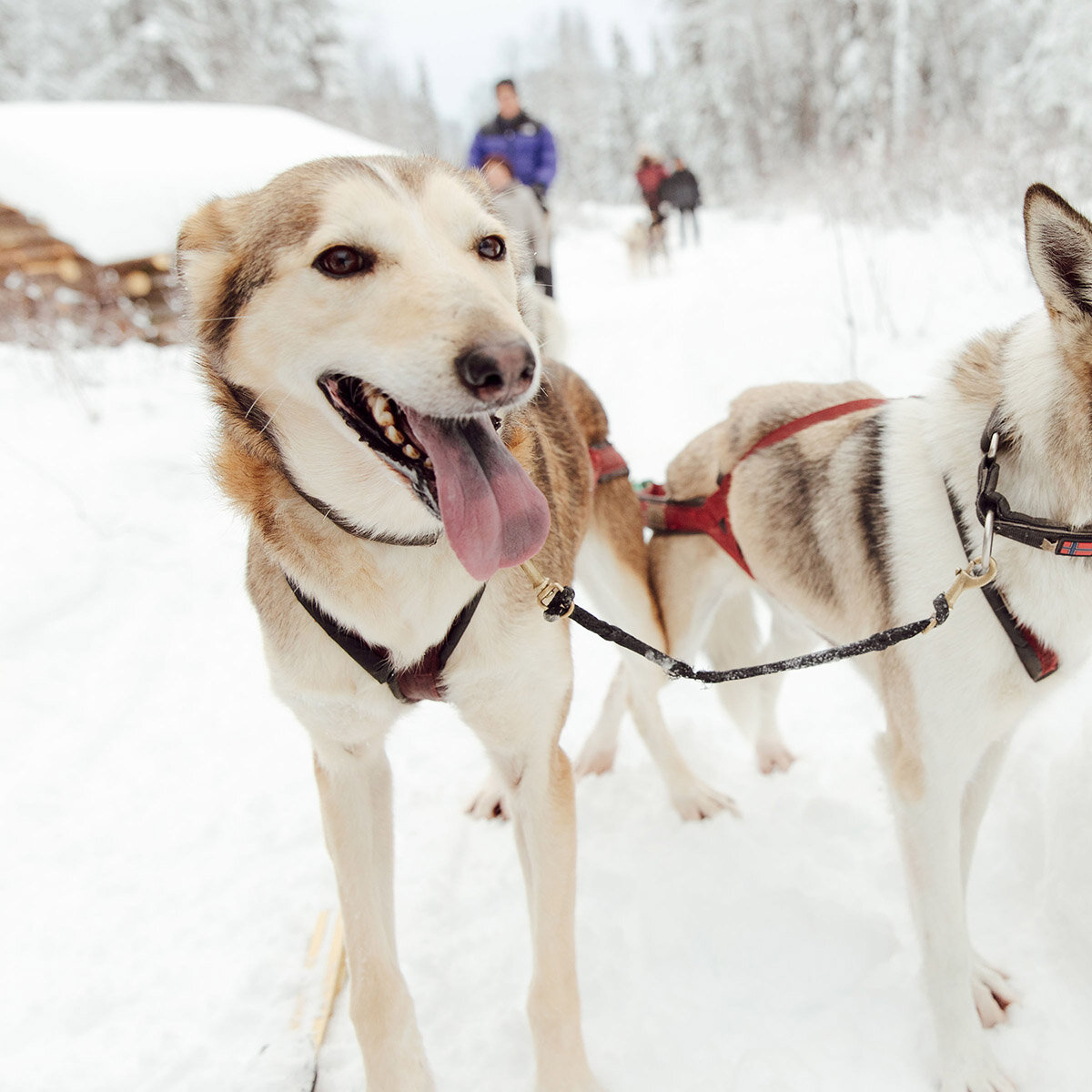 Dog Sledding in Alaska