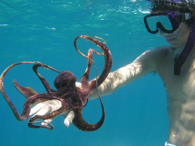 Blue Soul Maui, Maui, Private Tours, Maui Private Tours, Outrigger Canoe, Outrigger Canoe Tour, Paddle Adventure, Canoe Surfing, Green Sea Turtle, Sea Turtle, Outdoor Adventure, Snorkel, Snorkeling, Snorkel Maui, Fish, Hawaiian Fish, Octopus