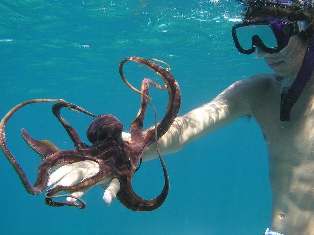 Blue_Soul_Maui_Snorkeling_Octopus_1.jpg