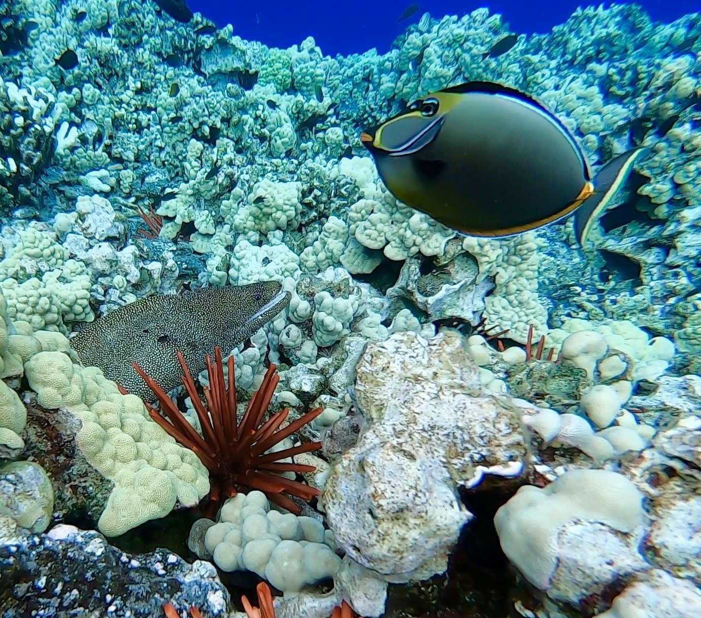 Blue_Soul_Maui_Snorkeling_Fish_3.jpg