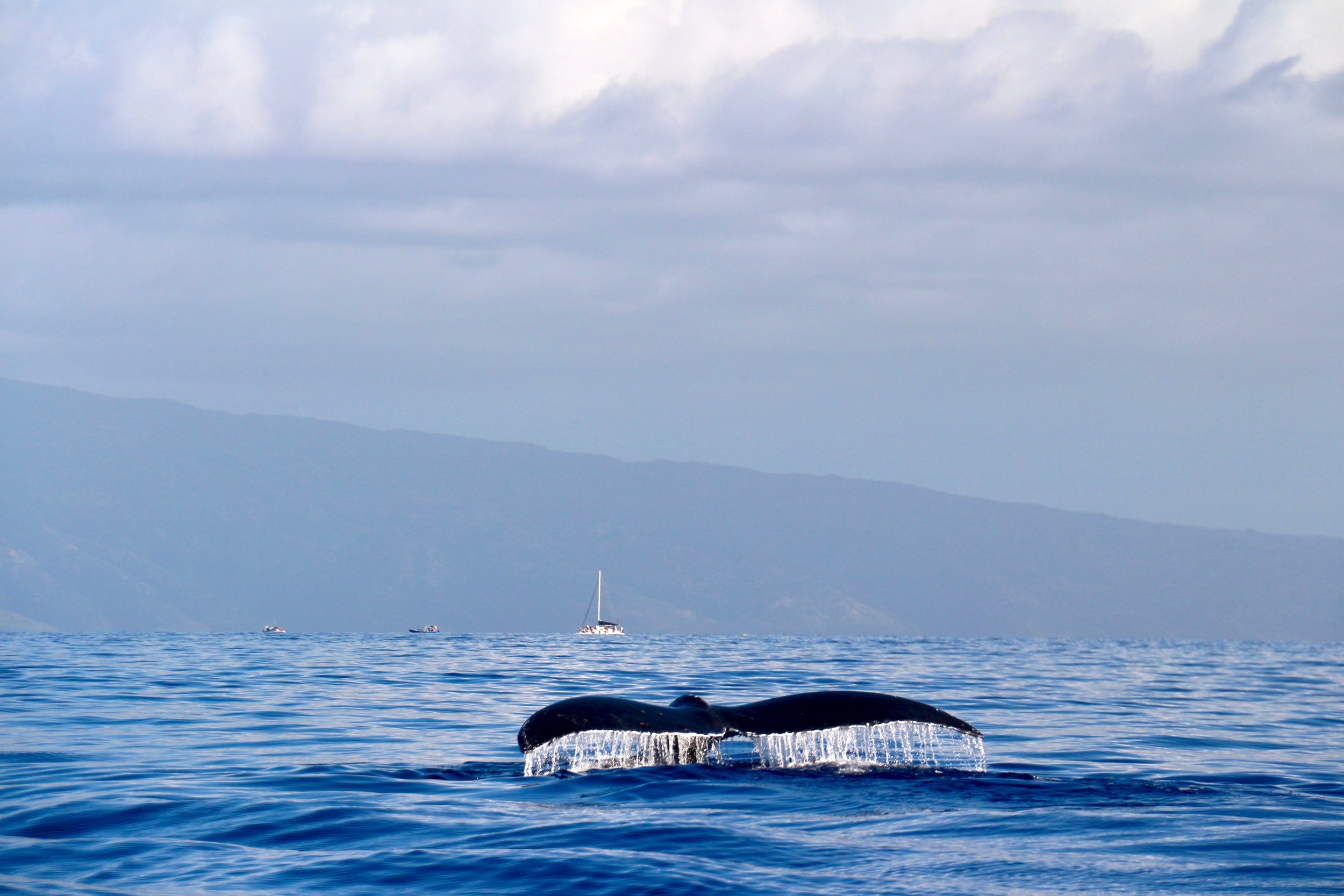 Blue_Soul_Maui_Outrigger_Canoe_Whale_Watch_6.jpg