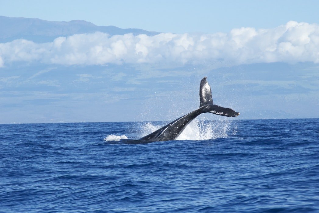 Blue_Soul_Maui_Outrigger_Canoe_Whale_Watch_2.jpg