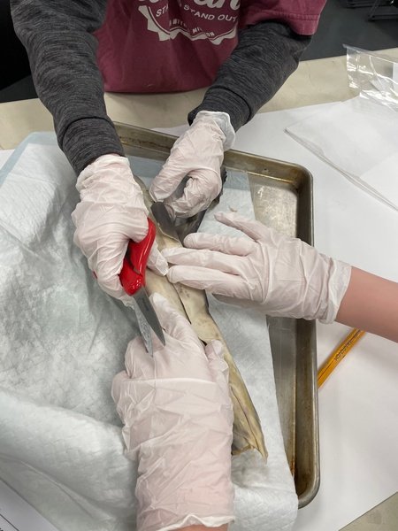 Spiny Dogfish Shark Dissection (Copy)