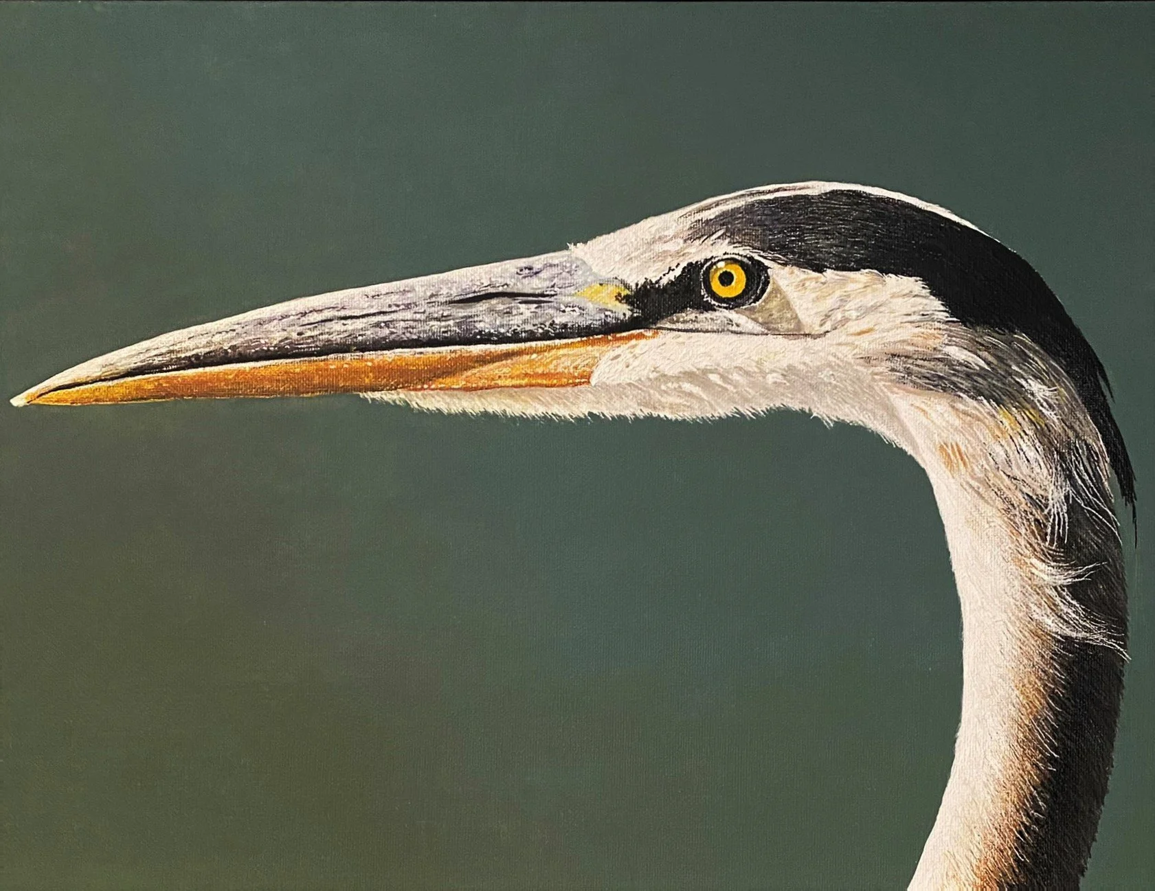 Great Blue Heron