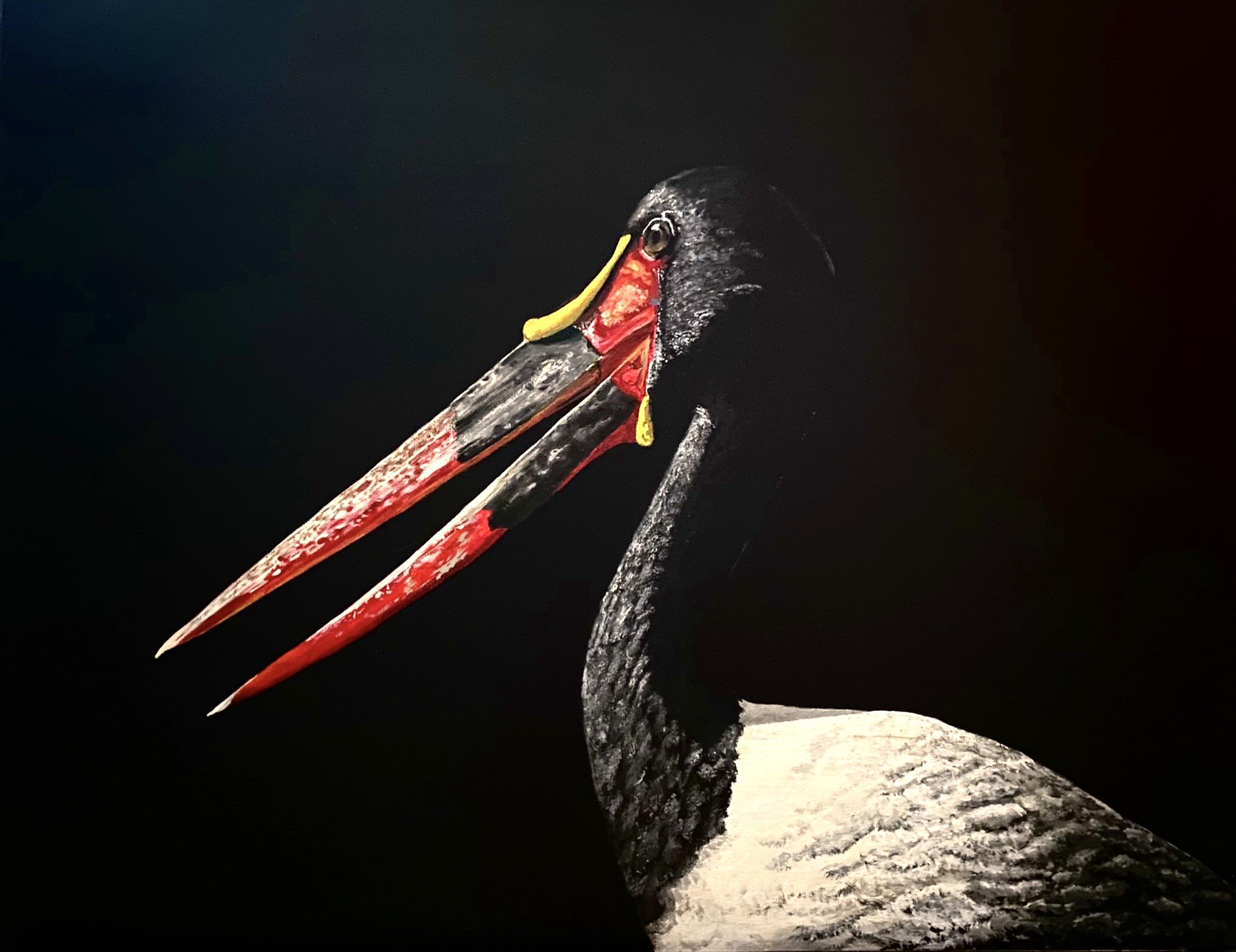Saddle-Billed Stork