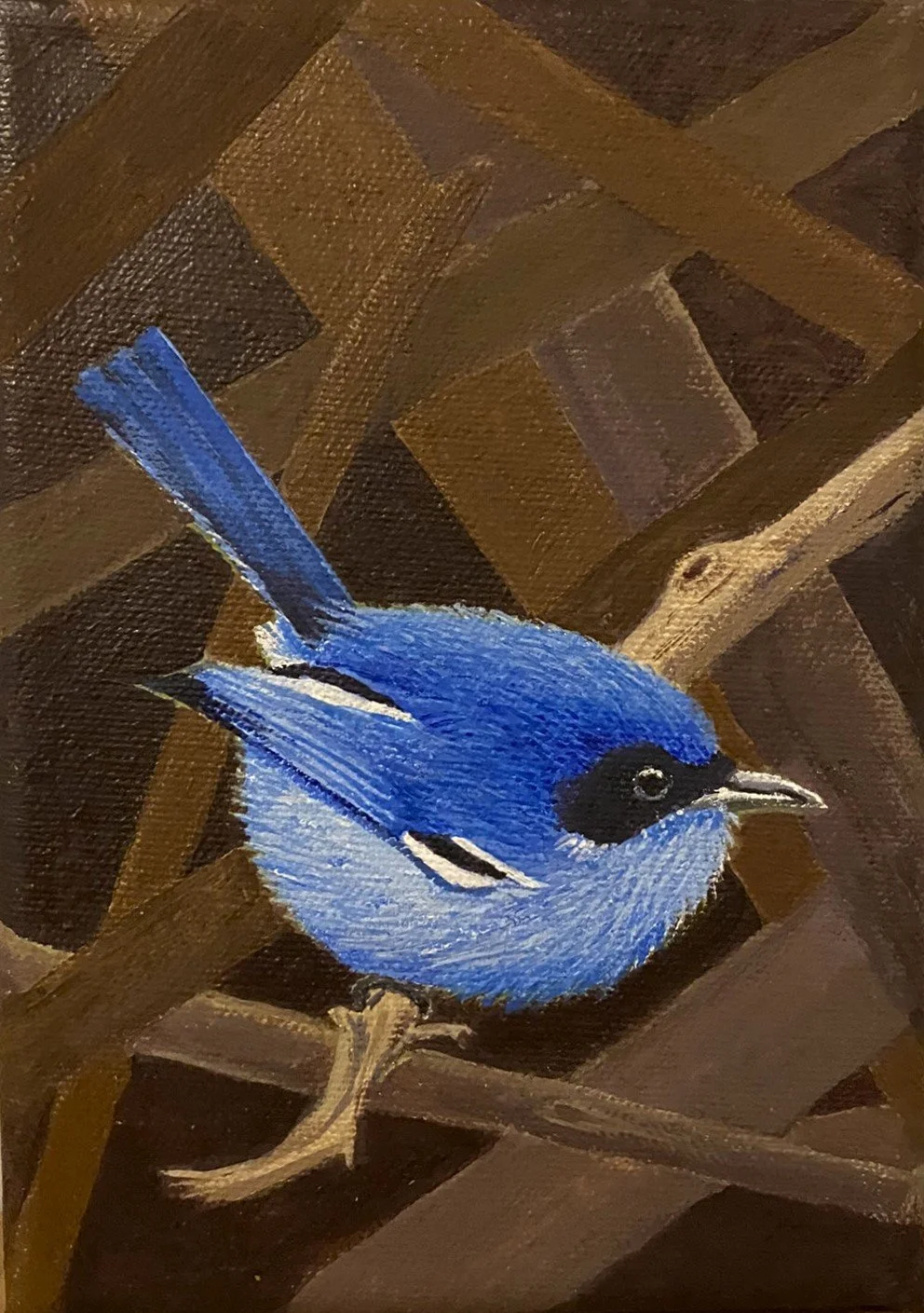 Blue Fairy Wren