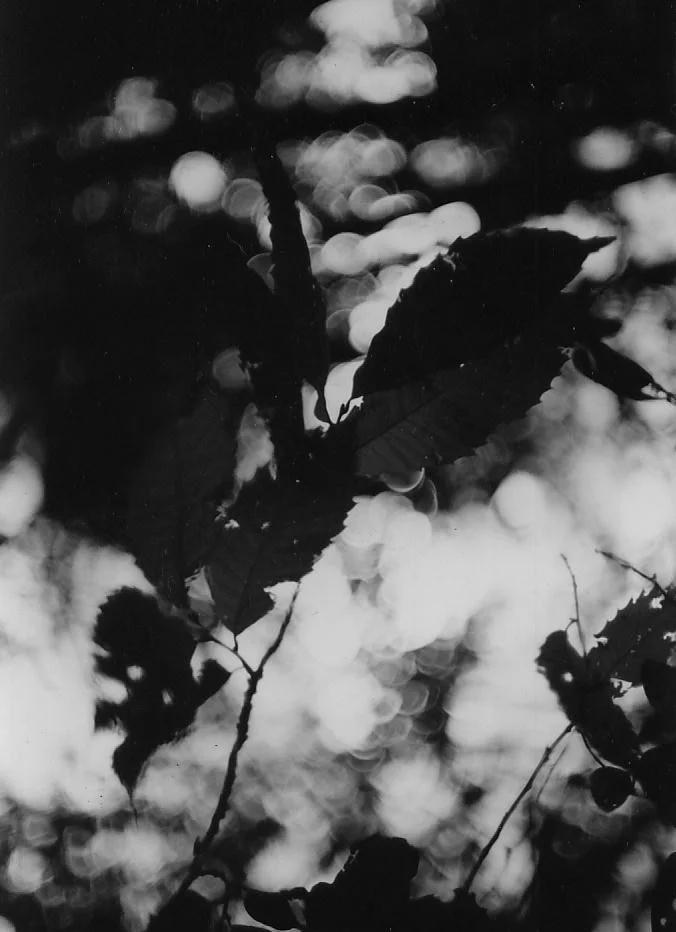 Chestnut leaves on the forest floor