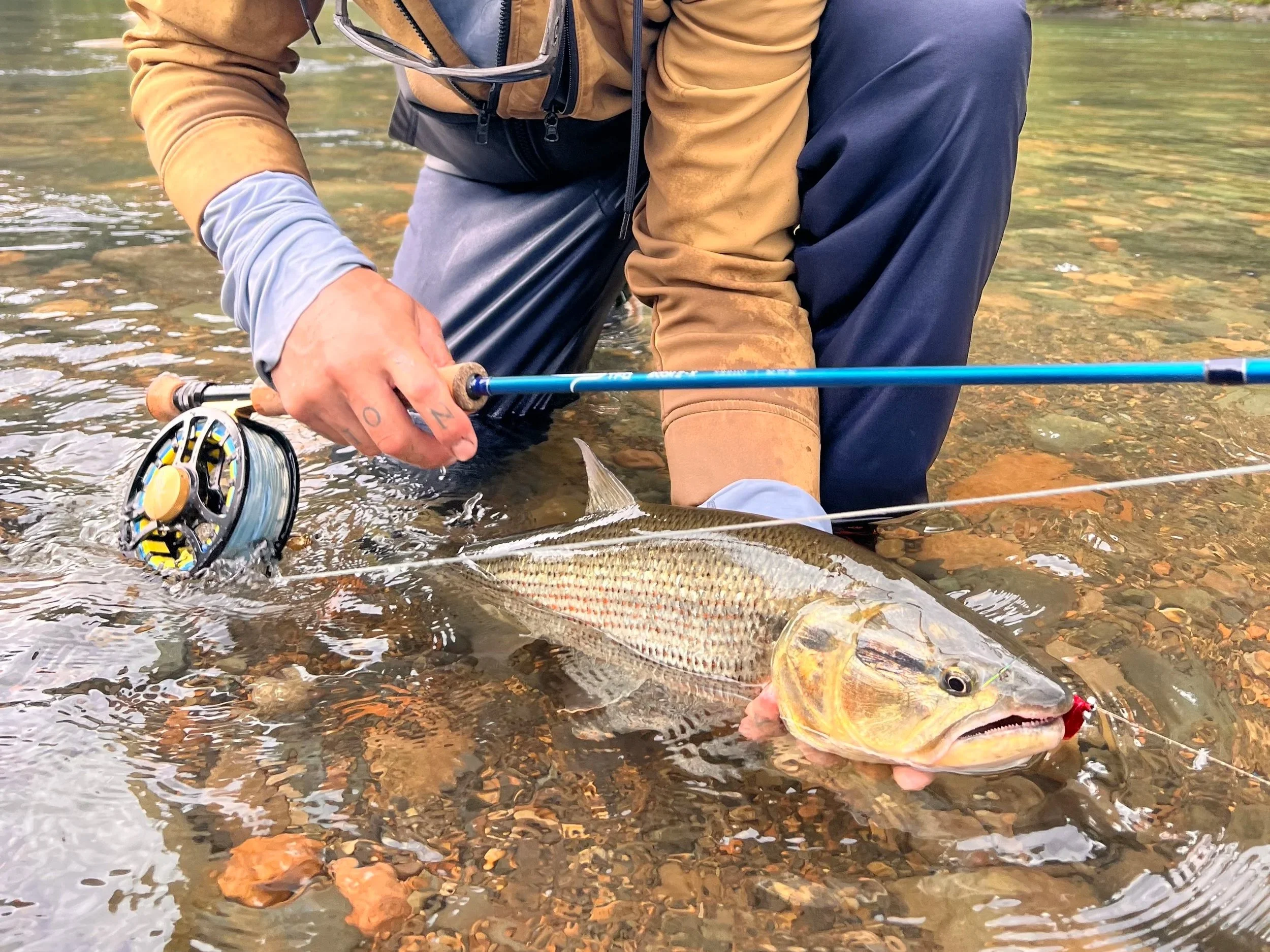 Flyfishing dorados in Ecuador.