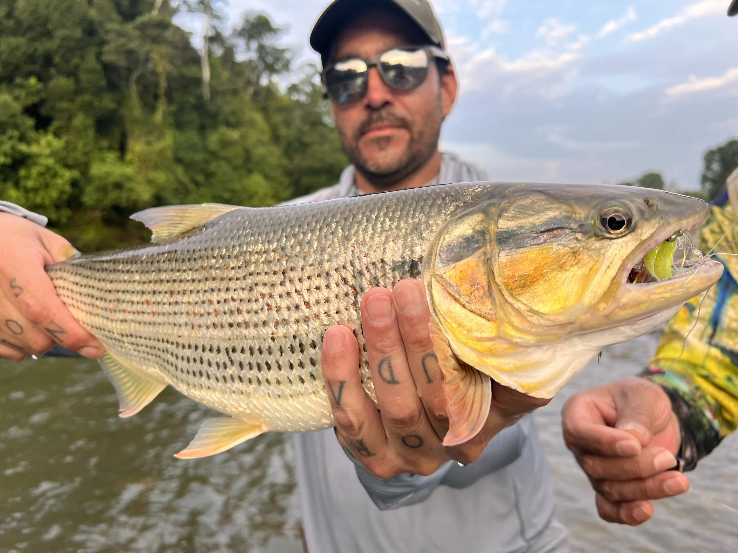 flyfishing Dorados
