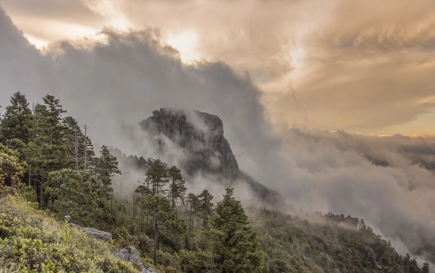 Sobre sale una peña en medio del bosque y por la parte de atrás cubierta de neblina 