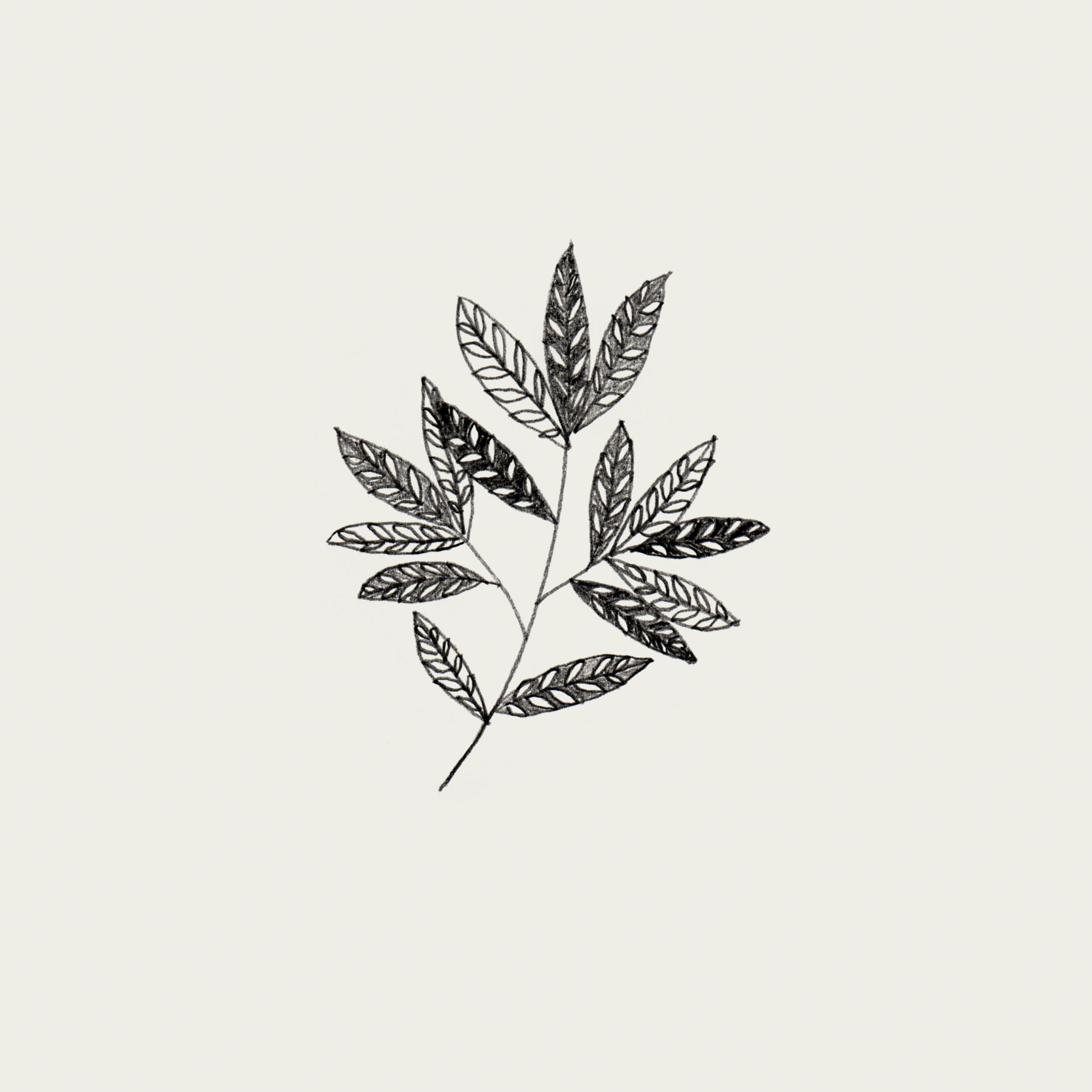 Black-white-flower-leaf-illustration-5.jpg