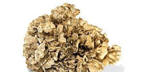 maitake.jpg