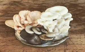 oyster.png