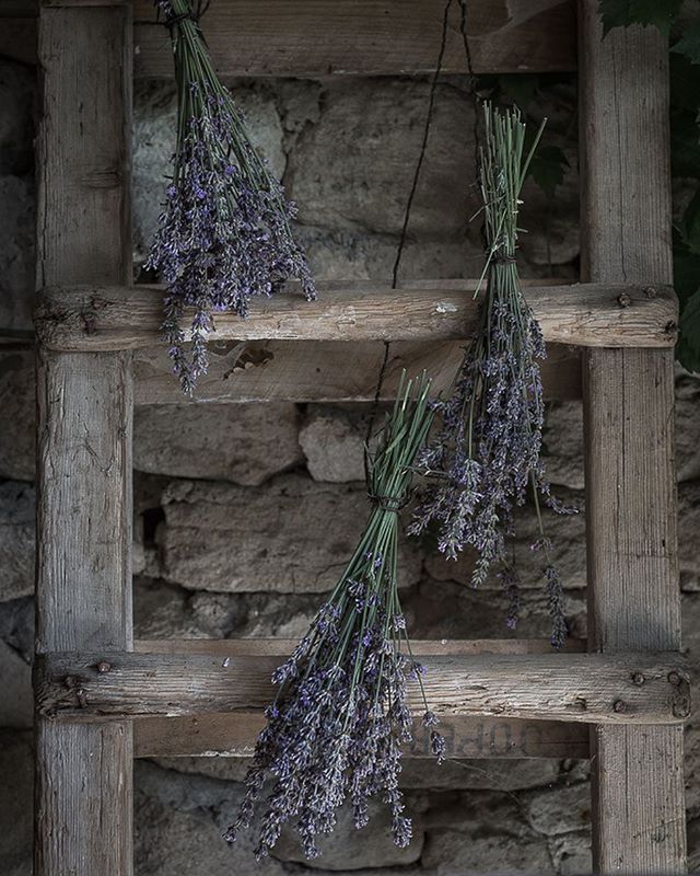 Nothing evokes Provence more than lavender. Its colour, its perfume, its delicacy are each enough to transport us instantly to the south of France. 
For me, lavender will now also evoke three highlights of the exceptional #foragefeastphotography retr