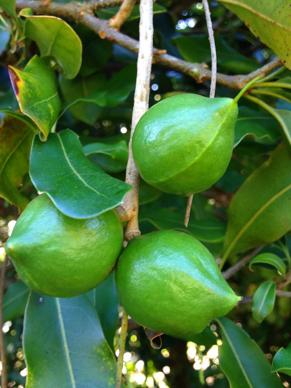 Macadamia Nuts