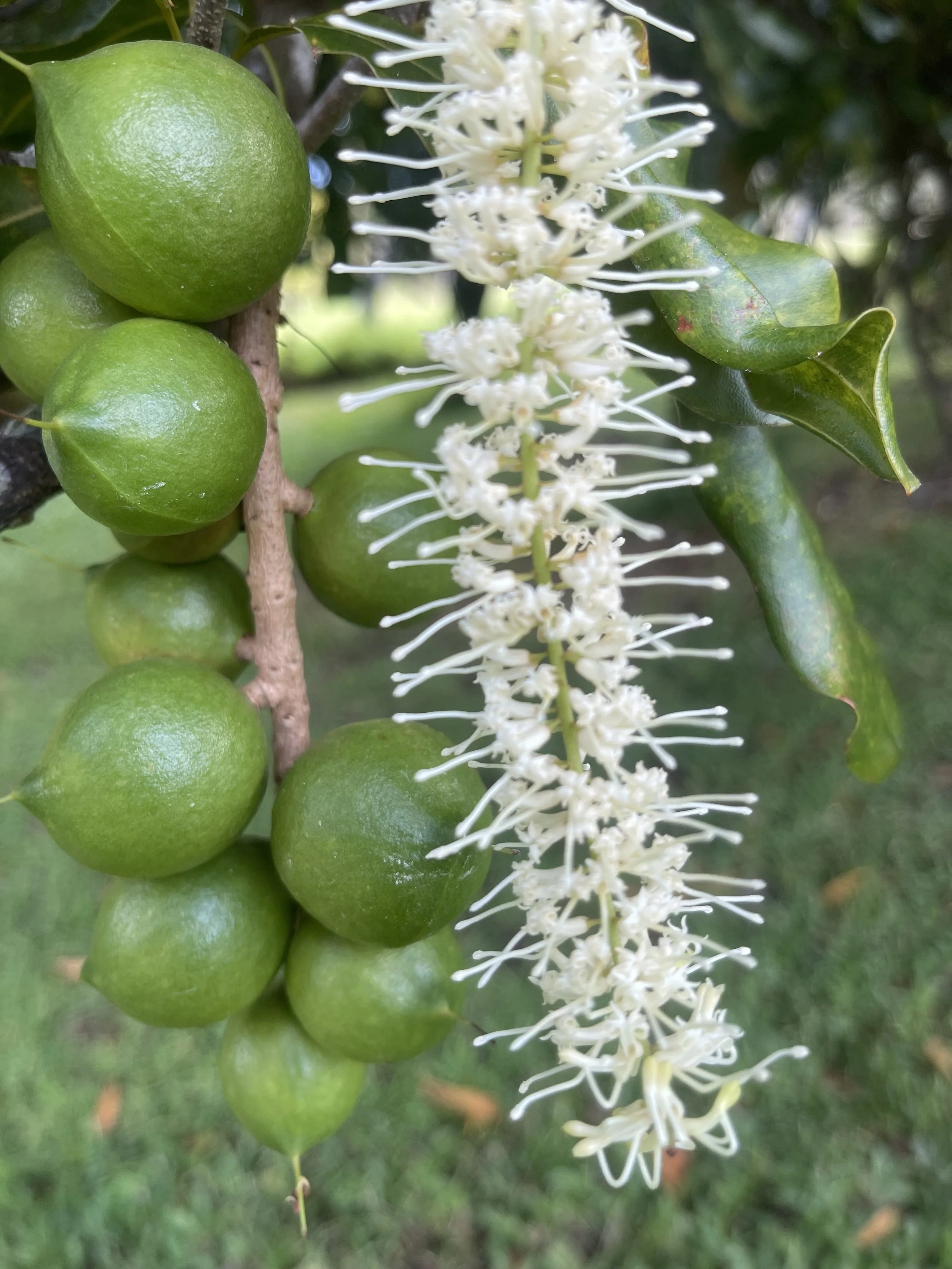 Macnut cluster w:bloomjpeg.jpeg