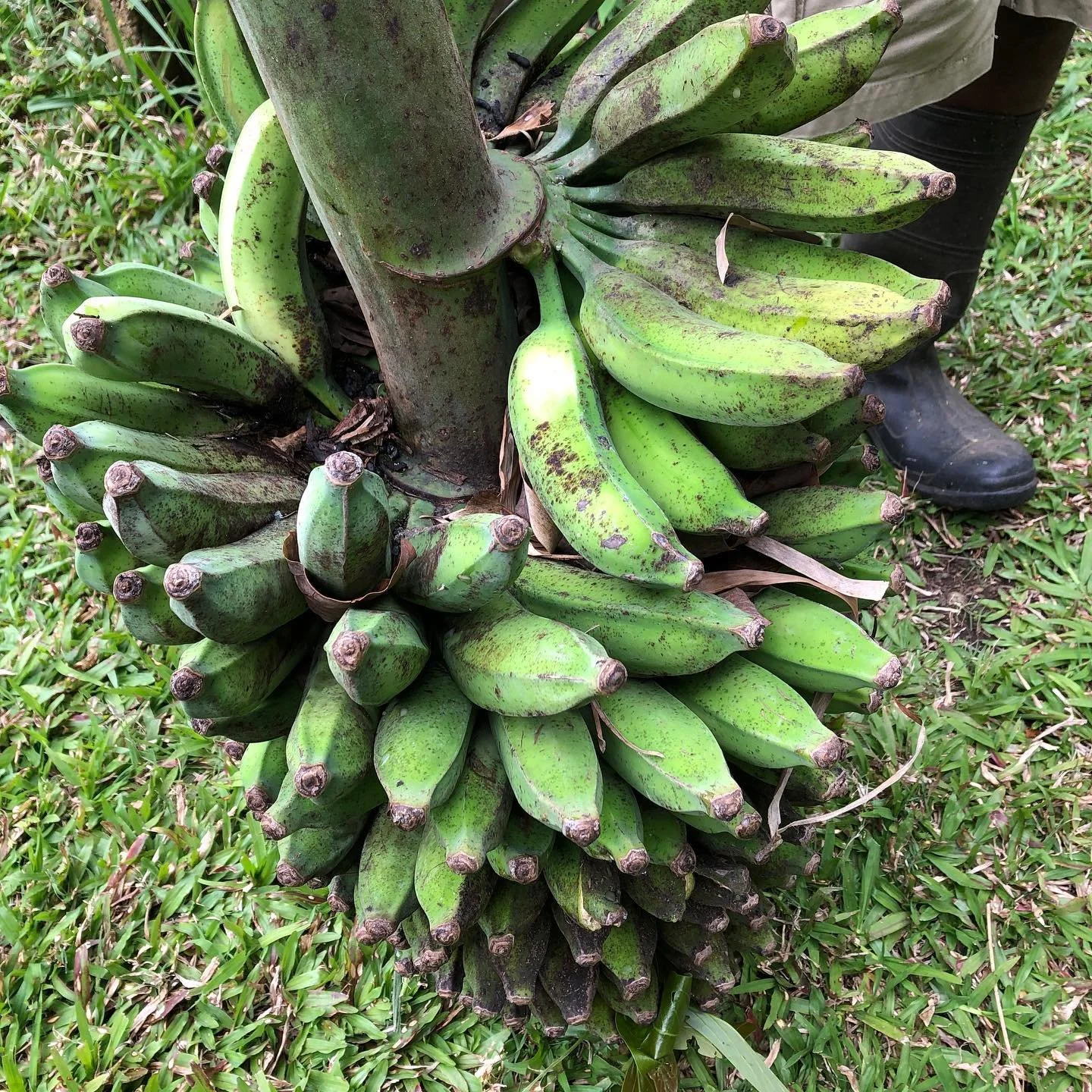 Bananas and Barney #ailaniorchards #organichawaii #organicbananas #bigisland #barney #hawaiianfarm