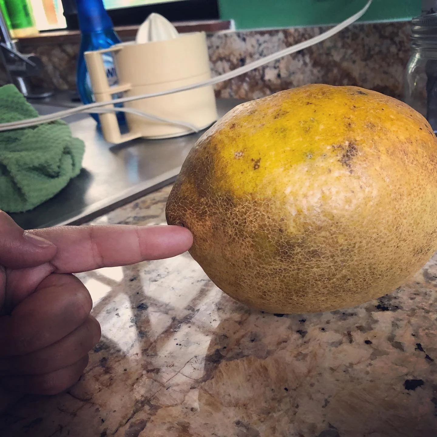 Wow! A two pound lemon! #ailaniorchards