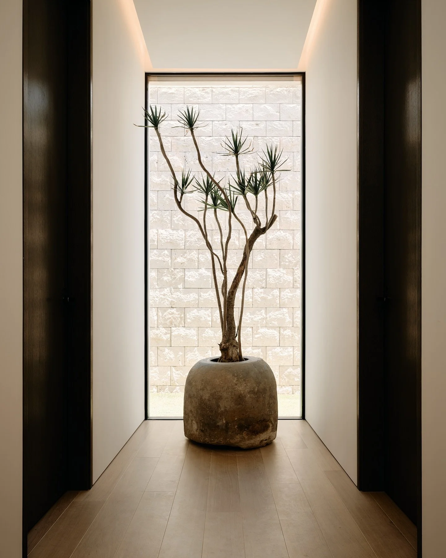 Greatly appreciate @theplantdealers_  and @thepottedearthco for providing such a beautiful specimen.