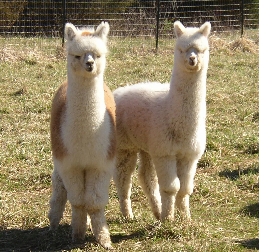 Alpacas and the Environment