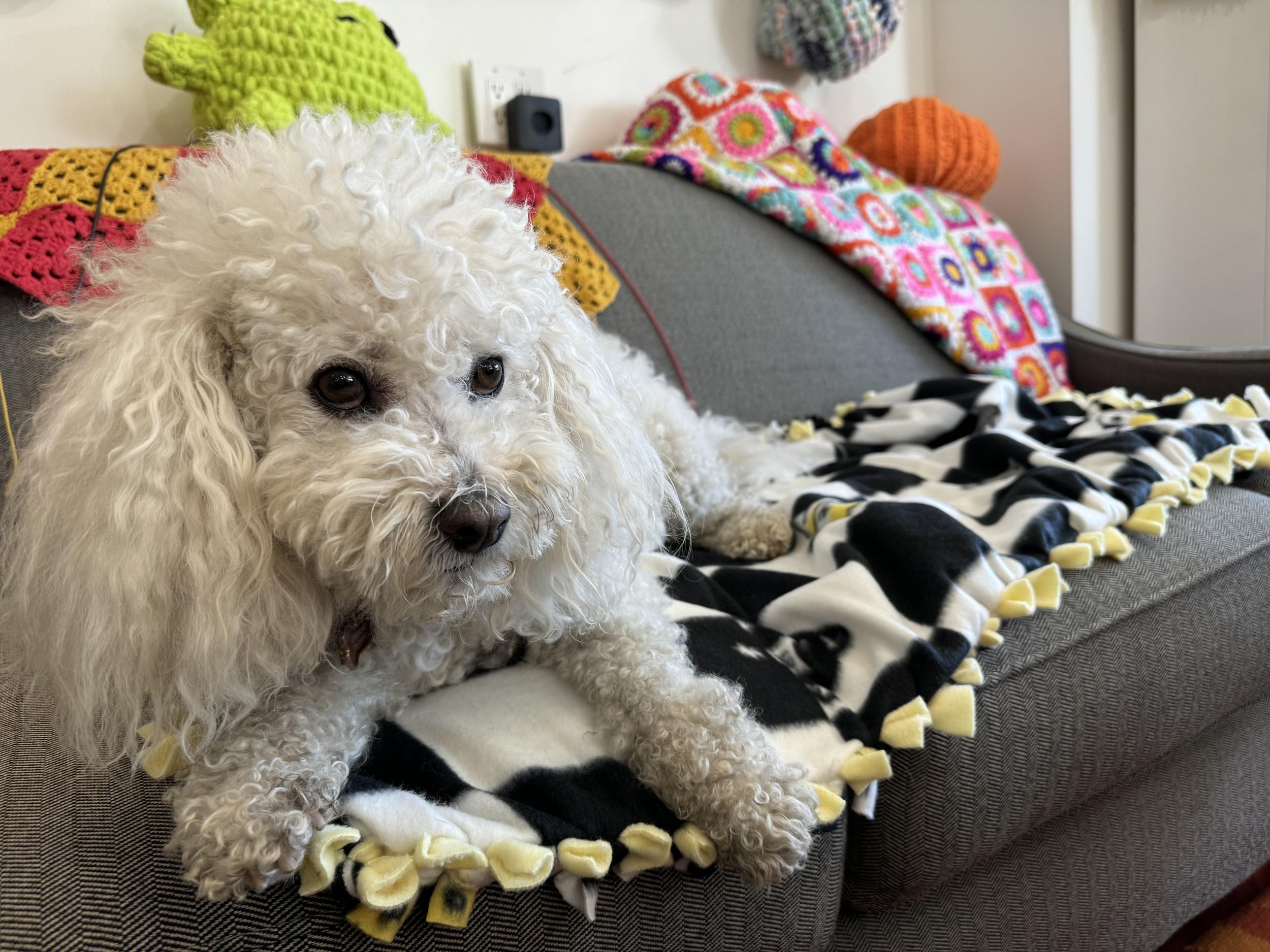 Dumpling loves the No Sew Blanket