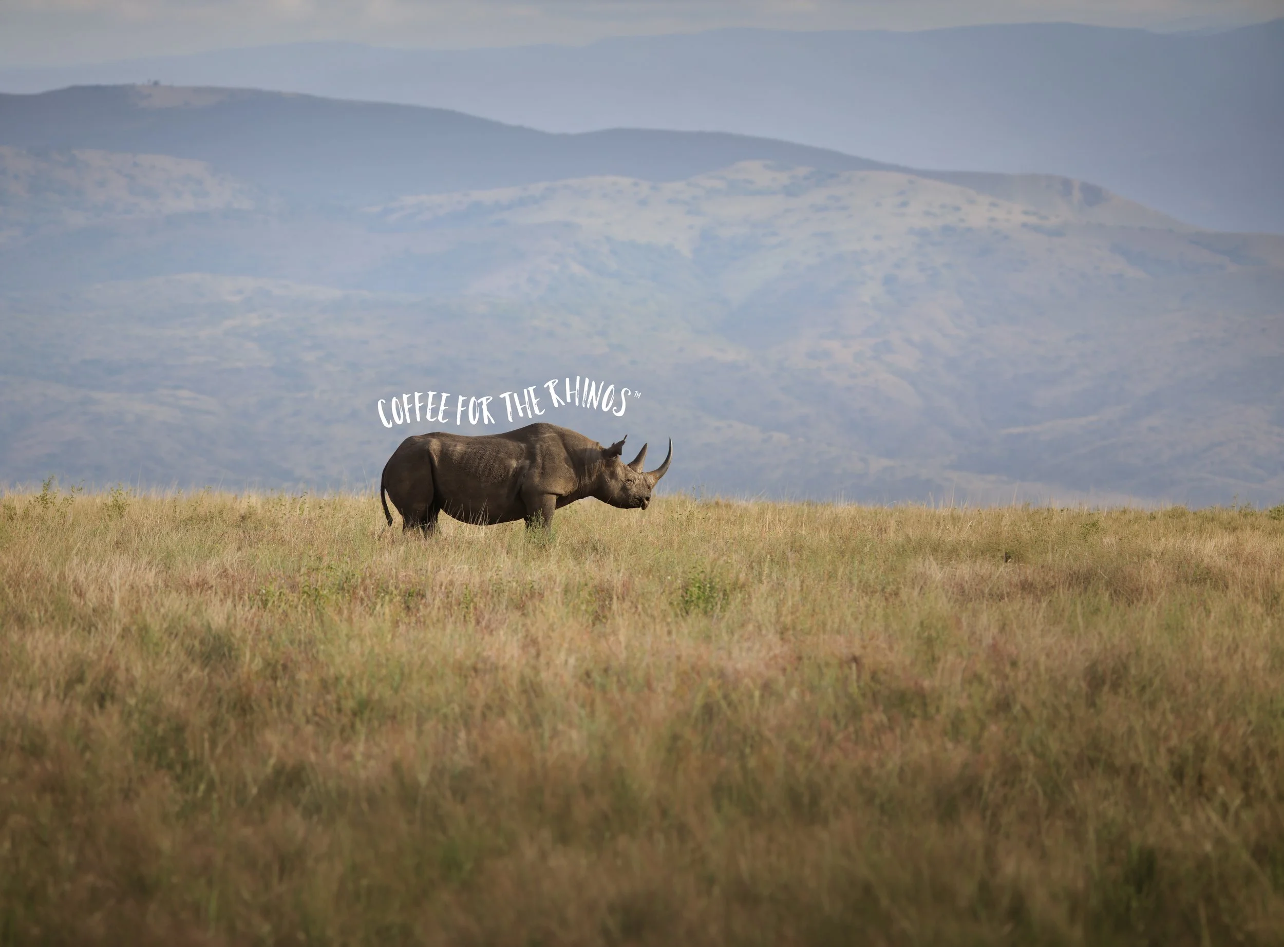 rhino-image-full-3.jpg