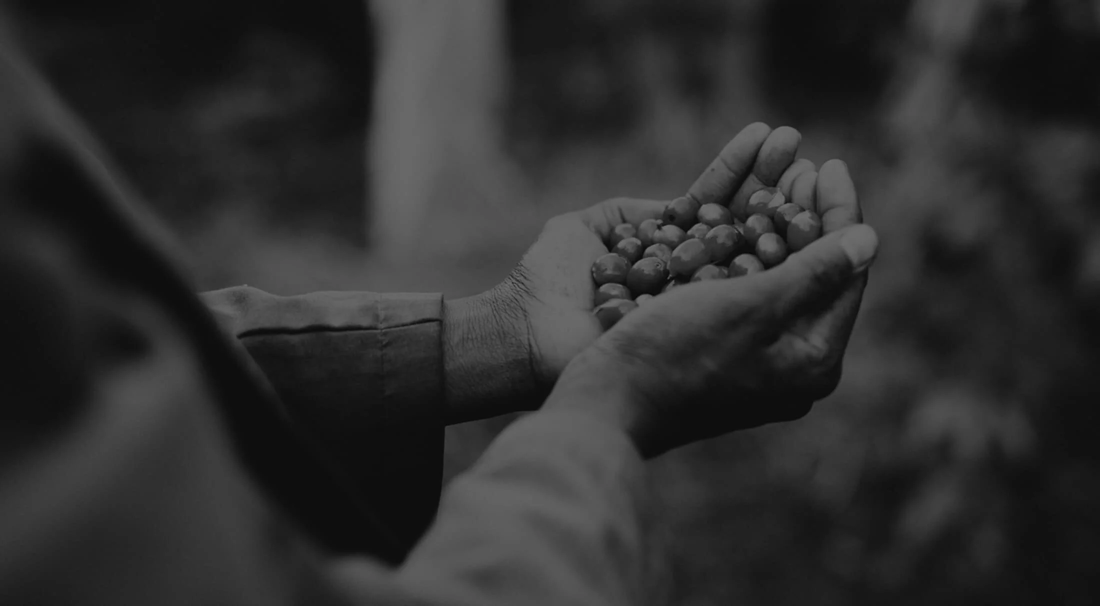 Single Origin Coffee Beans Indian Pearl Mountain — Zarraffa's Coffee