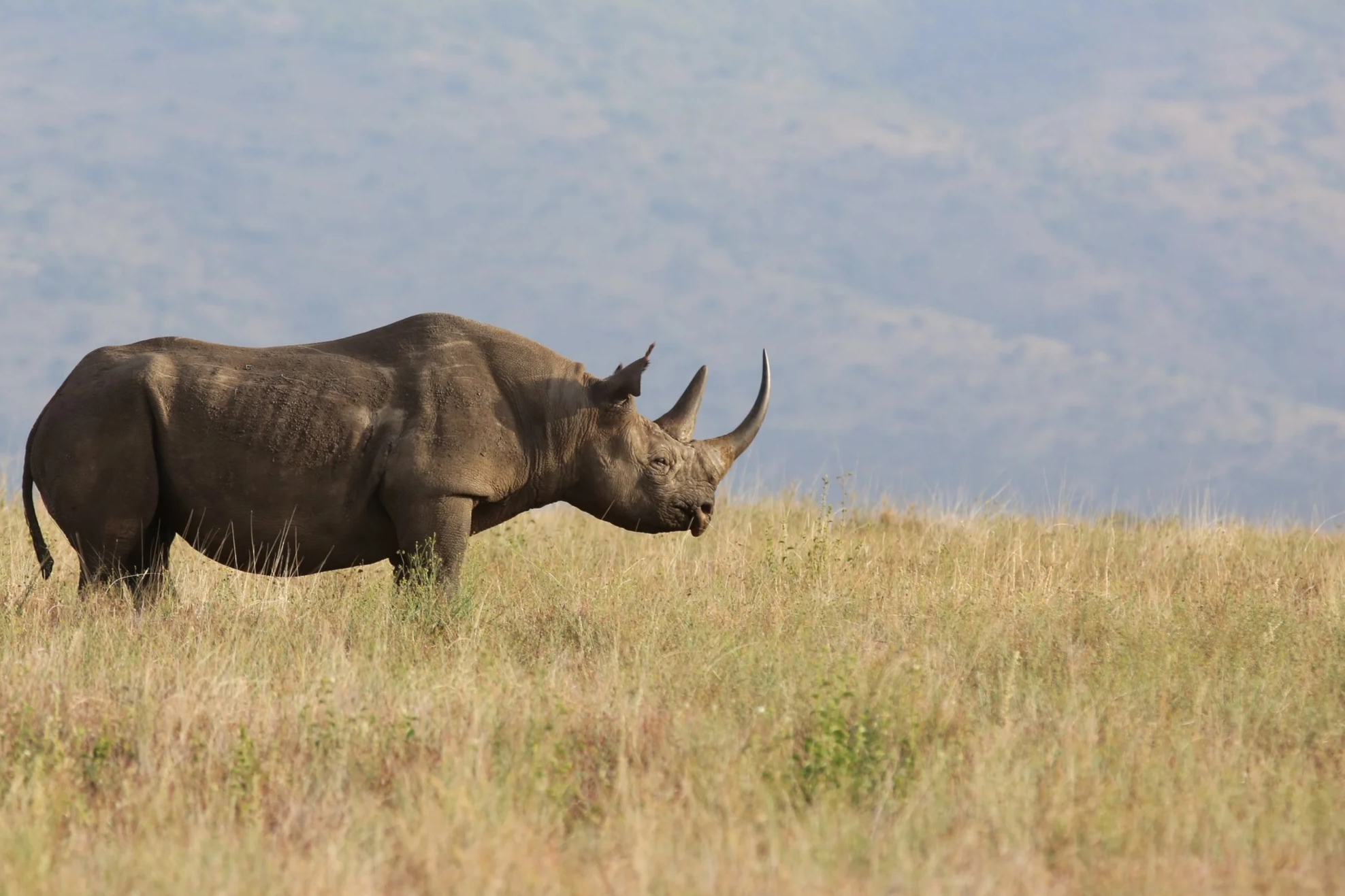 Coffee for the Rhinos