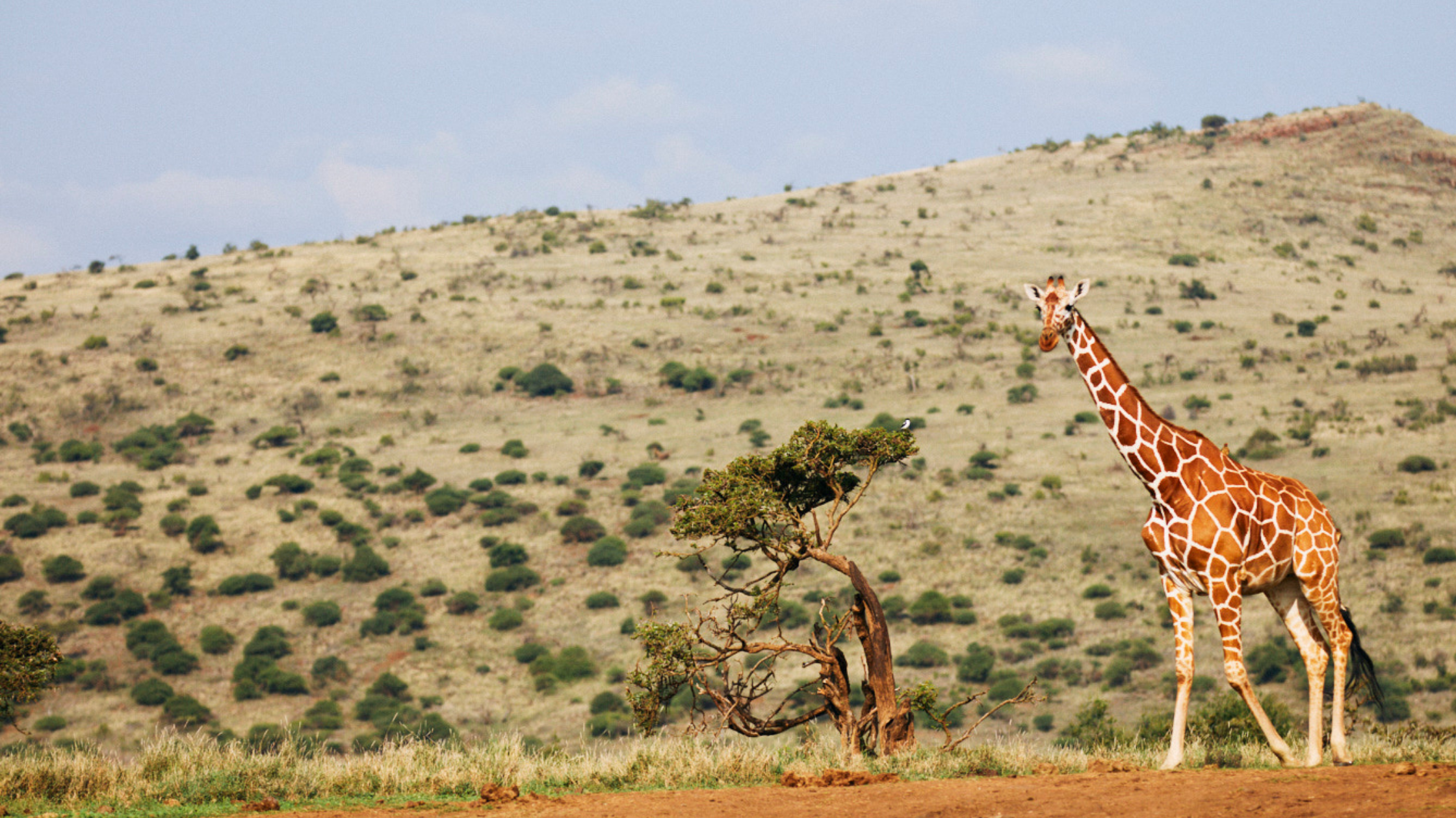 World Giraffe Day: The Story That Inspired Zarraffa’s Coffee