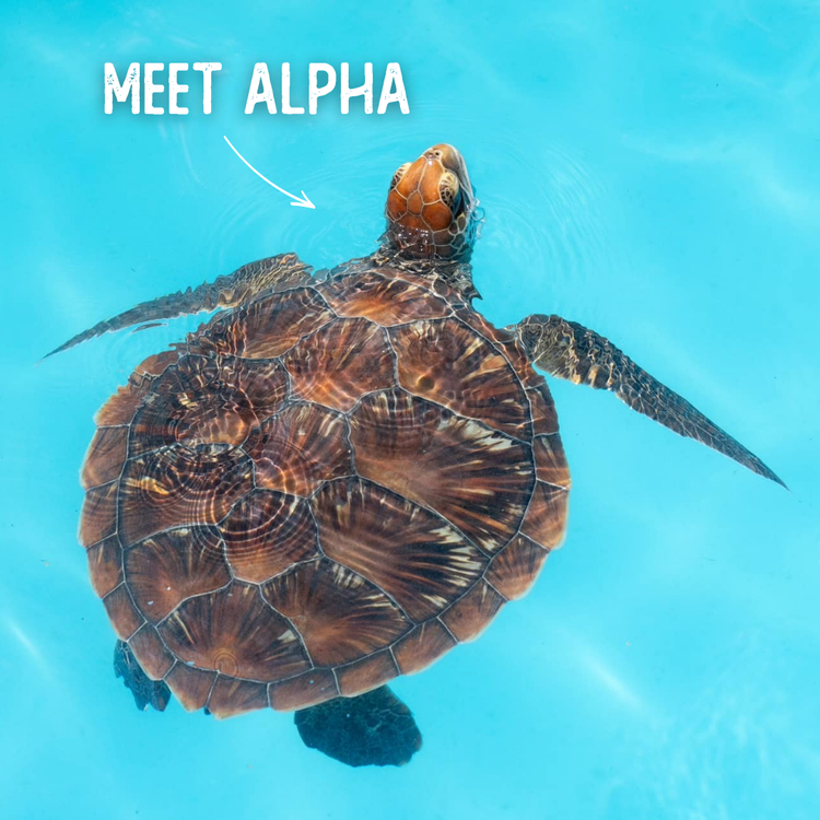 Celebrating World Turtle Day — Zarraffa's Coffee