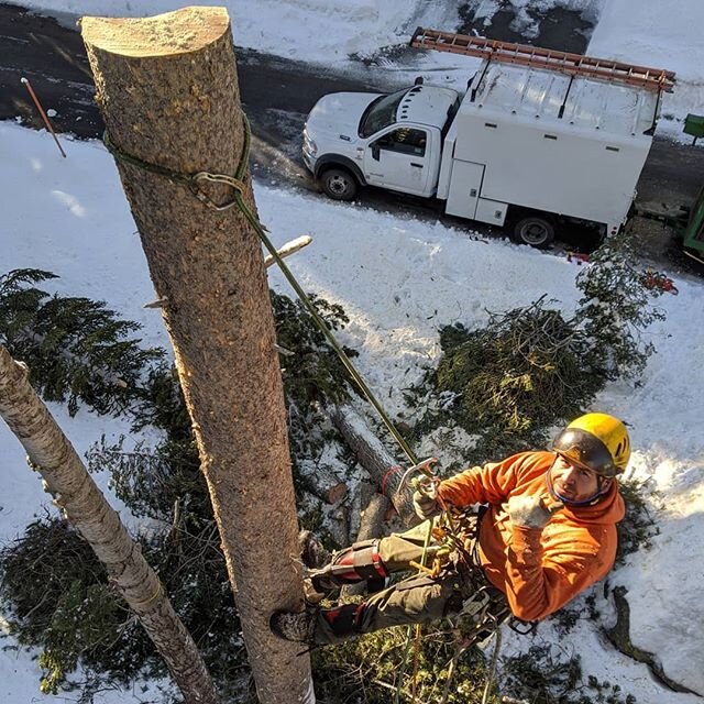 Every successful business has a right hand man or woman.  This guy is more like having a right and left.  Thanks @jose___vr for all that you do. 
#treeclimber #arborist #arboristlife #treefelling #treeremoval #climbhigher #banditchippers #chainsaw #s