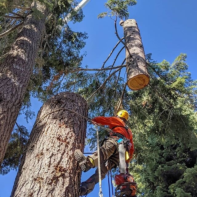 Always gotta keep your head low when finishing that back cut while doing crane work.  Even still, that uneasy feeling you get when a couple thousand pound log snaps loose and dangles over your head never goes away.
@jose___vr crushed this removal.
#c