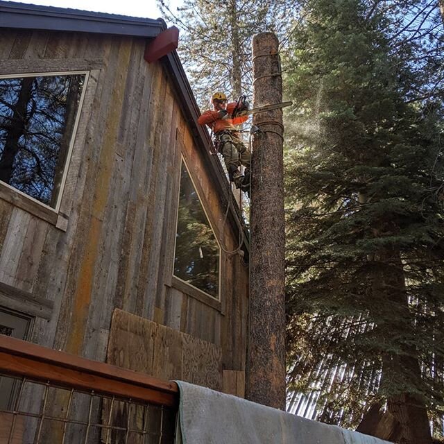 @jose___vr came up with some crafty rigging to remove this lodgepole growing through a deck today.
#treeremoval #treerigging #rigging #arborist #chainsaw #stihl #treefeller #treeclimber #samsonropes #portawrap #arblife