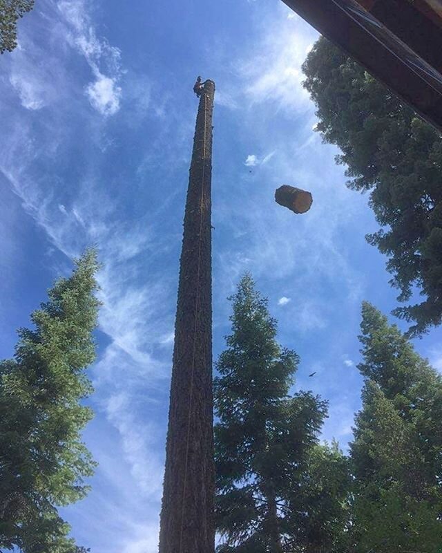 This tree may have been one of the biggest trees we've ever done without a crane.  I guessed it was in the 130' range, but I was pulling 200' of rope up the tree with me and it was almost off the ground when I made my top cut.  Very minimal drop spac